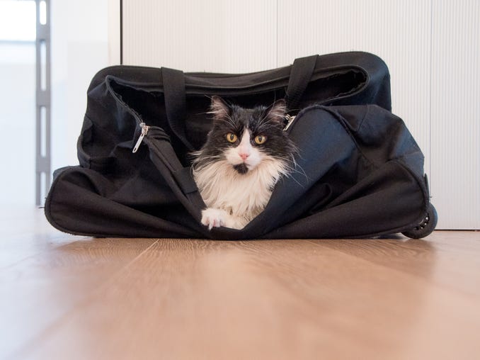 Katze in Reisetasche